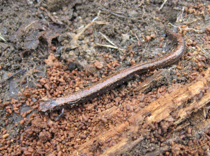 Slender Salamander